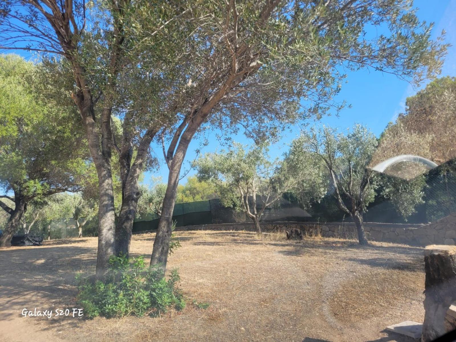 Residenza Degli Ulivi Apartment Olbia Luaran gambar